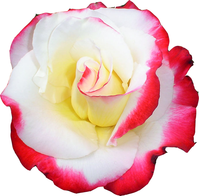 Tube Rose Png Transparent (682x670), Png Download