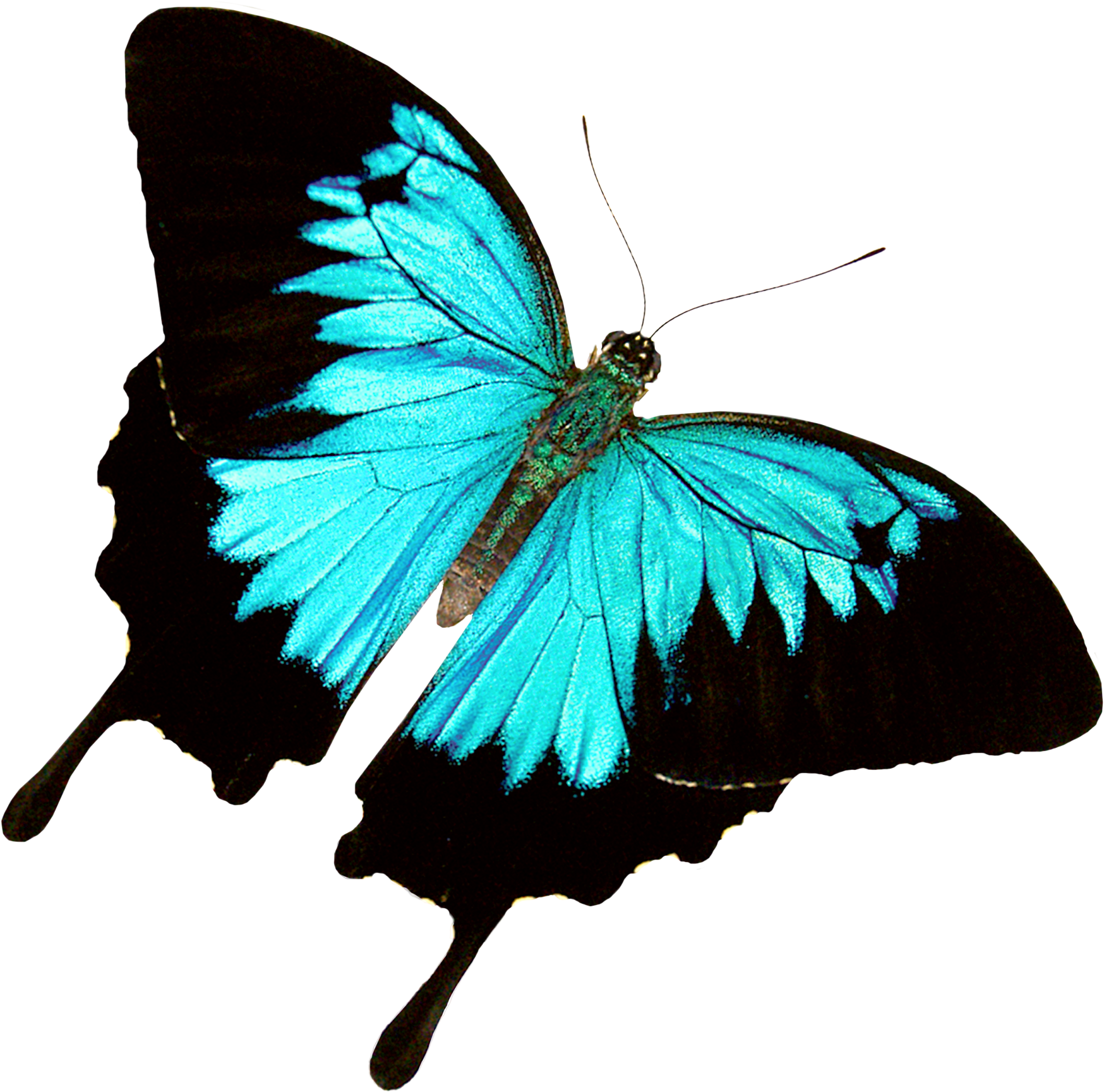 Butterfly World - Butterfly (1787x1728), Png Download