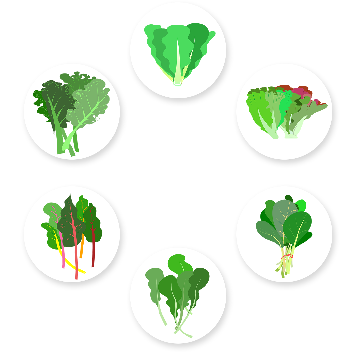 6 Types Of Leafy Greens That Pack A Healthy Punch - Types Of Leafy Greens (1338x1393), Png Download