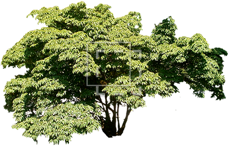 Parent Category - Wide Tree Png (450x450), Png Download