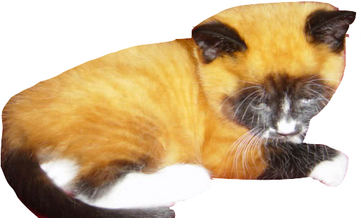 Cool Cats By Ujku - Fox Kittens (640x480), Png Download