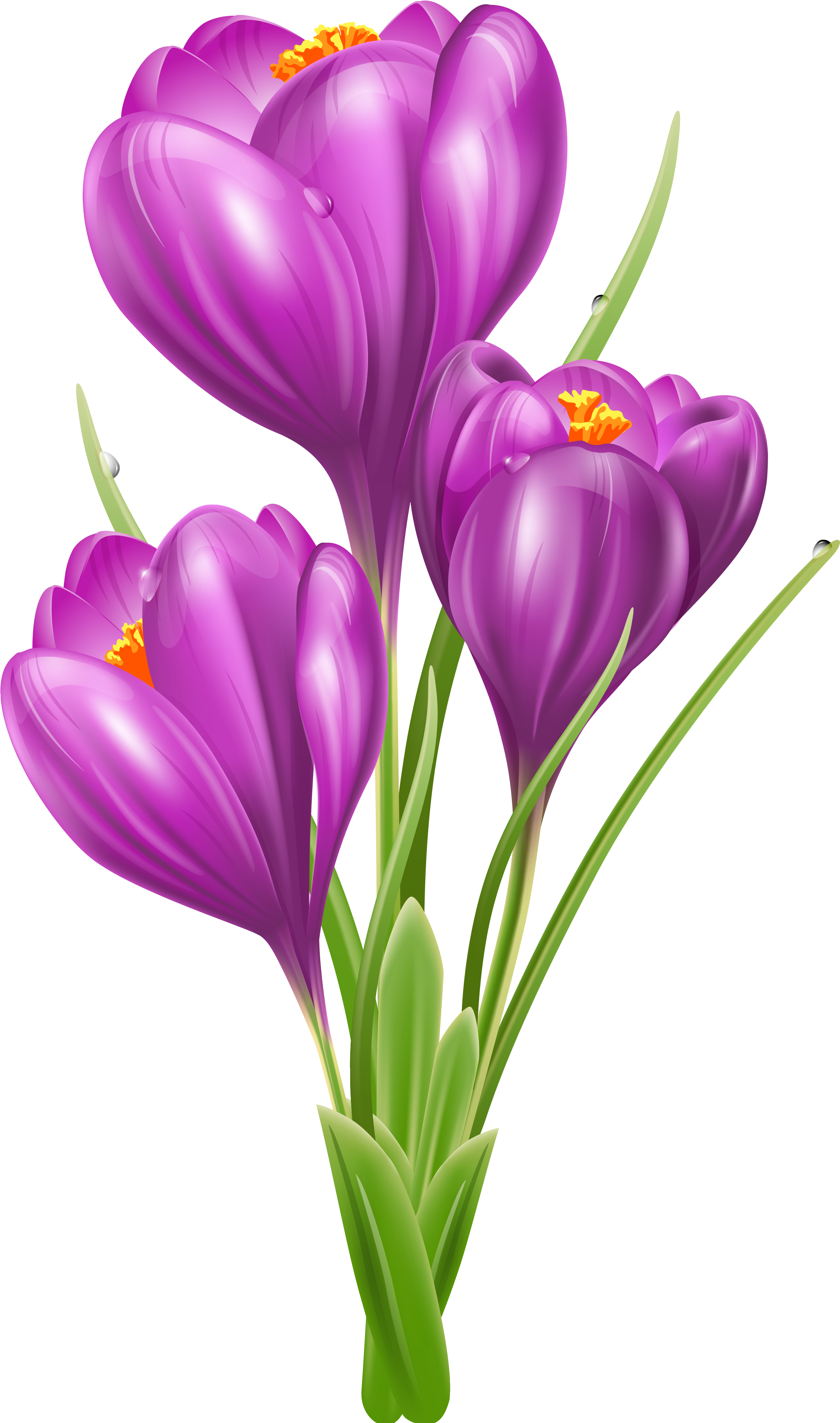 Pin By Courtney Patterson On Clip Art Flowers - Crocus Clipart (2502x4064), Png Download