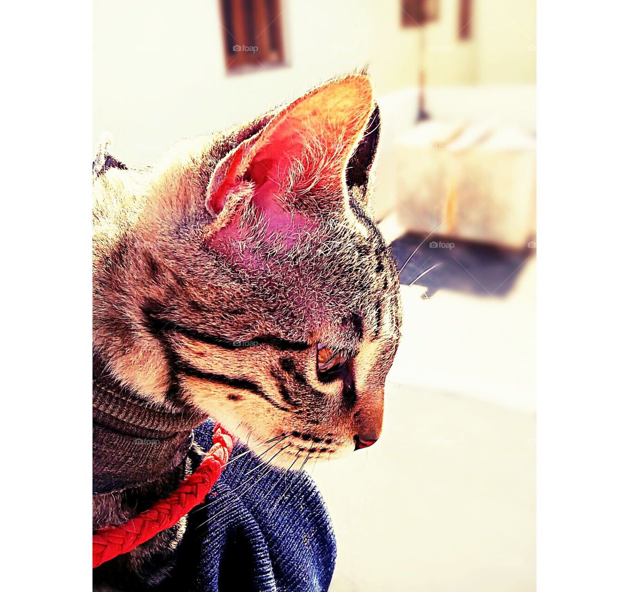 Supper Cool Cat - Tabby Cat (1280x1204), Png Download