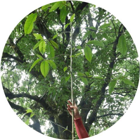 Cloud Forest - Rainforest (500x508), Png Download