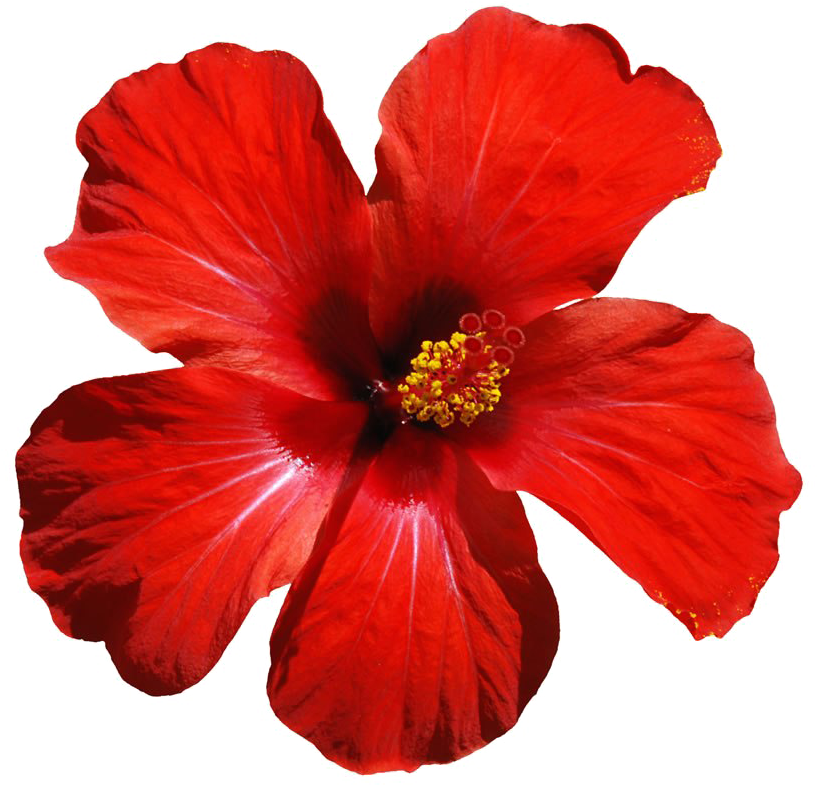 Red Flowers Png Download Image - Hibiscus Flower (1024x824), Png Download