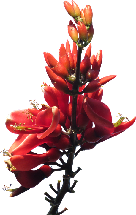 Red Flowers Png Pic - Australian Native Plants Transparent Background (458x720), Png Download