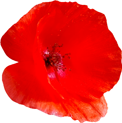 Red Poppy Flower Png (560x560), Png Download