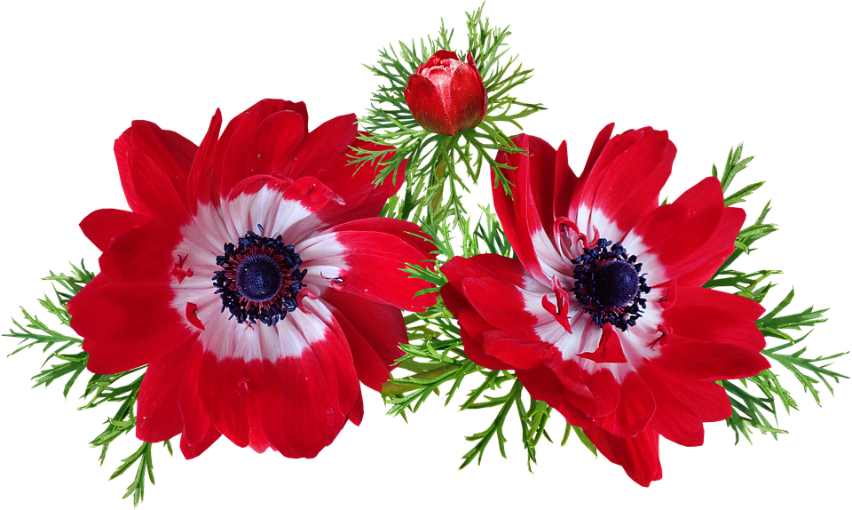 Anemone, Red, Flowers, Spring, Garden, Nature - Anemone (960x574), Png Download