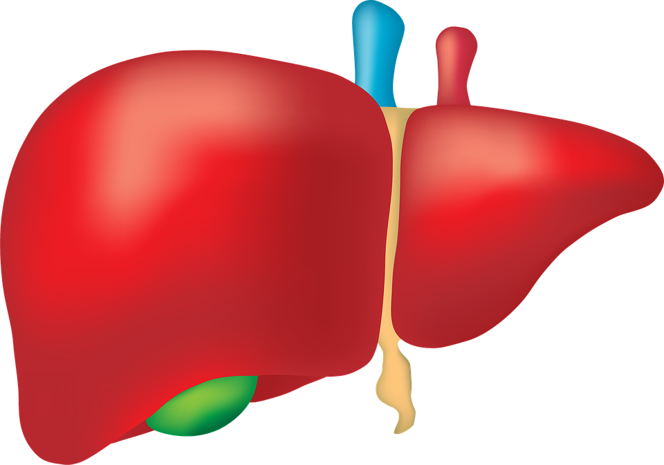 Clipart Transparent Canabis Prevents Alcohol Liver - Liver Png (960x673), Png Download