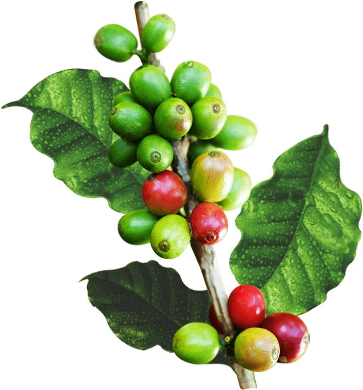 Rama De Cafe Png - Hojas De Cafe Png (792x792), Png Download