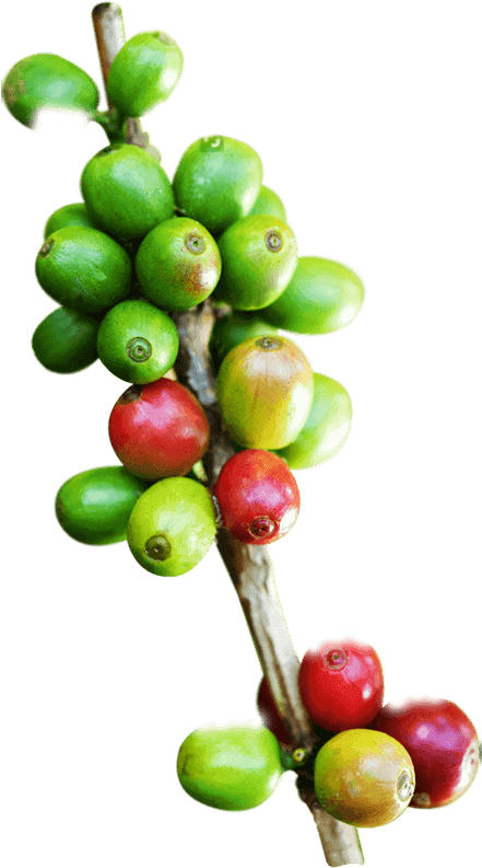 About Us - Ramas De Cafe En Png (792x792), Png Download