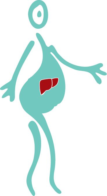 Liver Health - Liver Pregnancy (368x671), Png Download