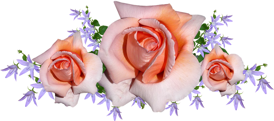 Flowers, Roses, Arrangement, Bouquet, Bloom - Flower (960x434), Png Download