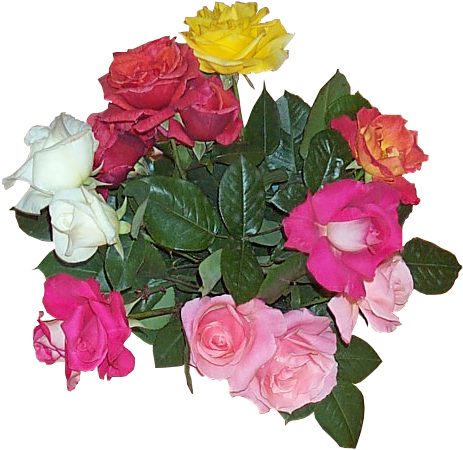 Flower Bouquet Yellow White Red - Wikimedia Commons (517x487), Png Download
