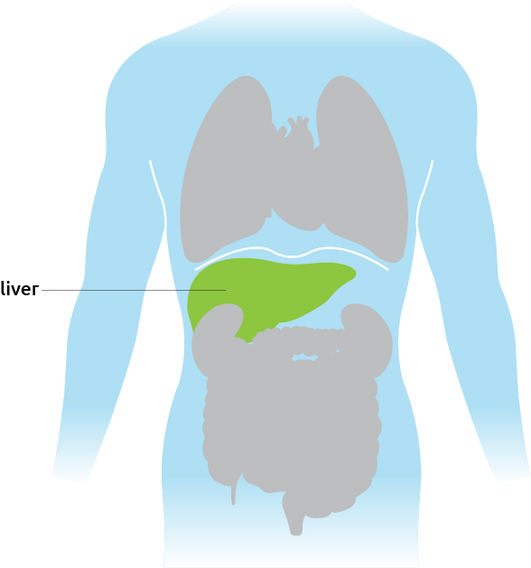 Human Organ Diagram Showing Liver Location - Cartoon (700x650), Png Download