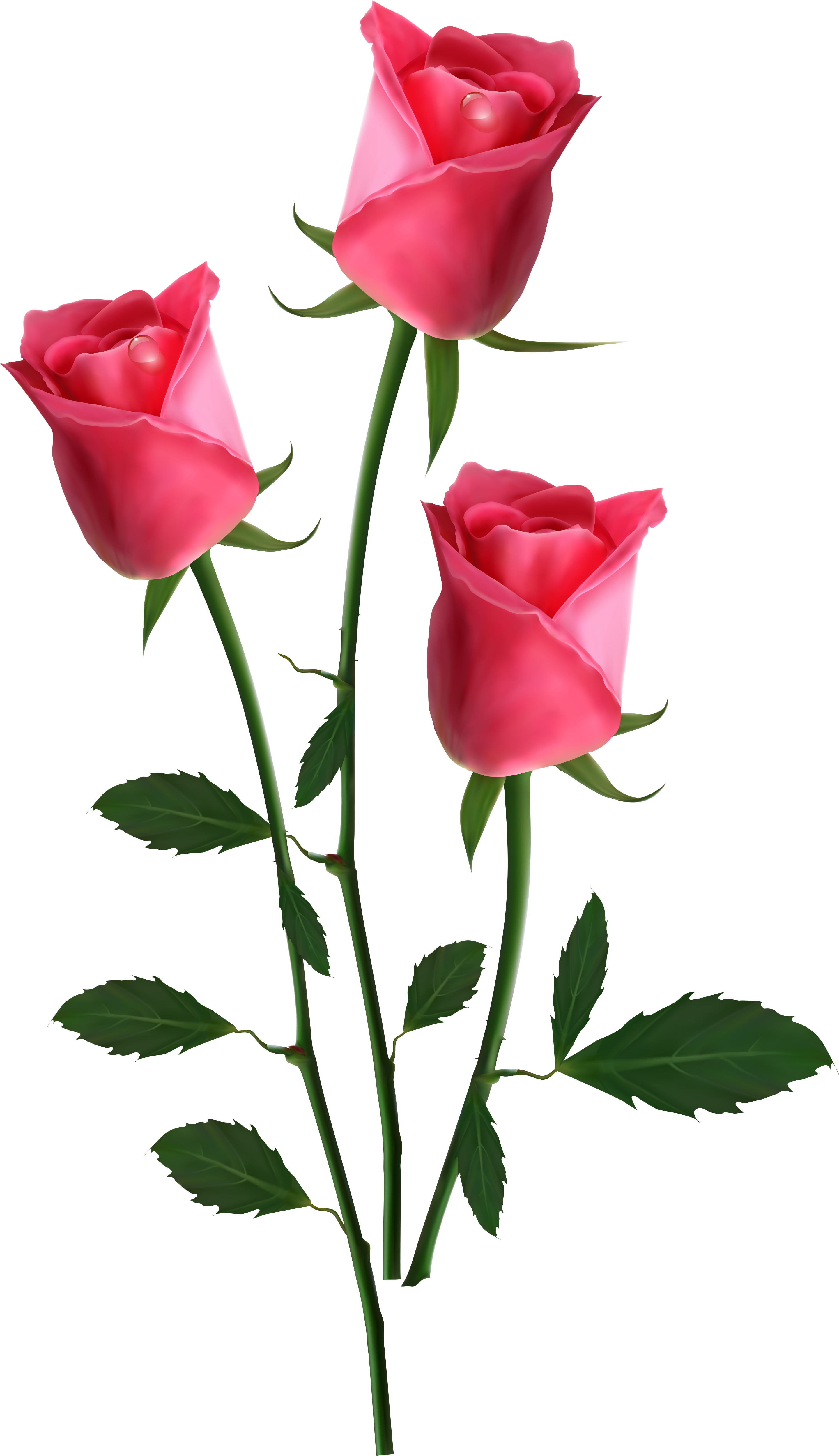 Transparent Pink Roses Png - Pink Transparent Flower Png (2942x5176), Png Download