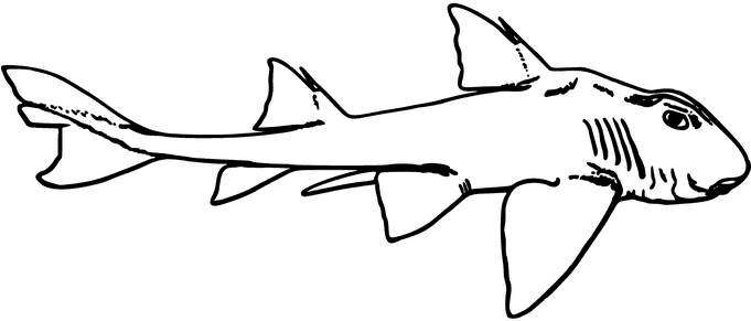 The Big-time Disease Prevention Benefits Of Squalene - Port Jackson Shark Drawing (680x340), Png Download