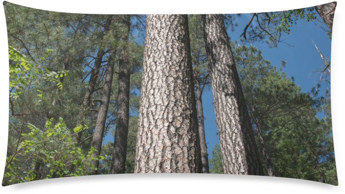 Tall Pine Trees Mt Lemmon Arizona Rectangle Pillow - Birch (800x800), Png Download