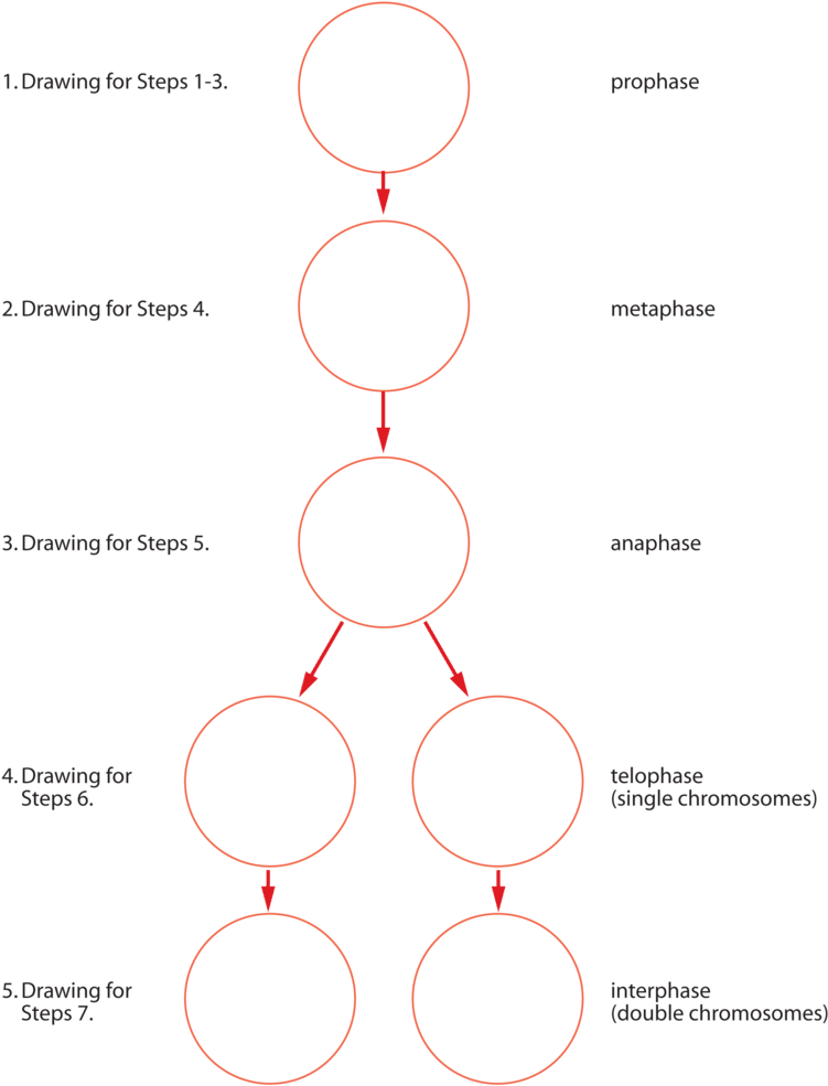 Svg Freeuse Stock Biology Assignment Custom Paper - Download (800x1041), Png Download