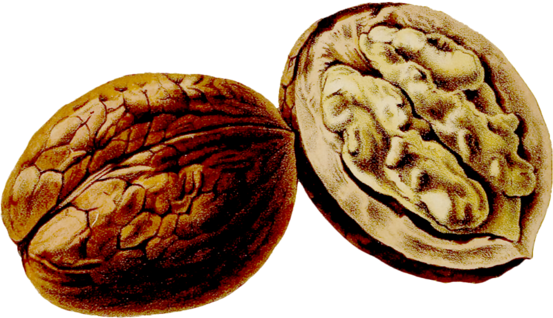 Juglans Thumbnail Pomological Watercolor - Walnut (800x461), Png Download