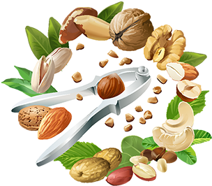 Vector Illustration Of Nutcracker And Nuts, Nuts, Nut, - Vector De Frutos Secos (360x360), Png Download