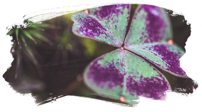 Today I Have A Free Download For You To Use As A Desktop/mobile - Macro Photography (670x433), Png Download