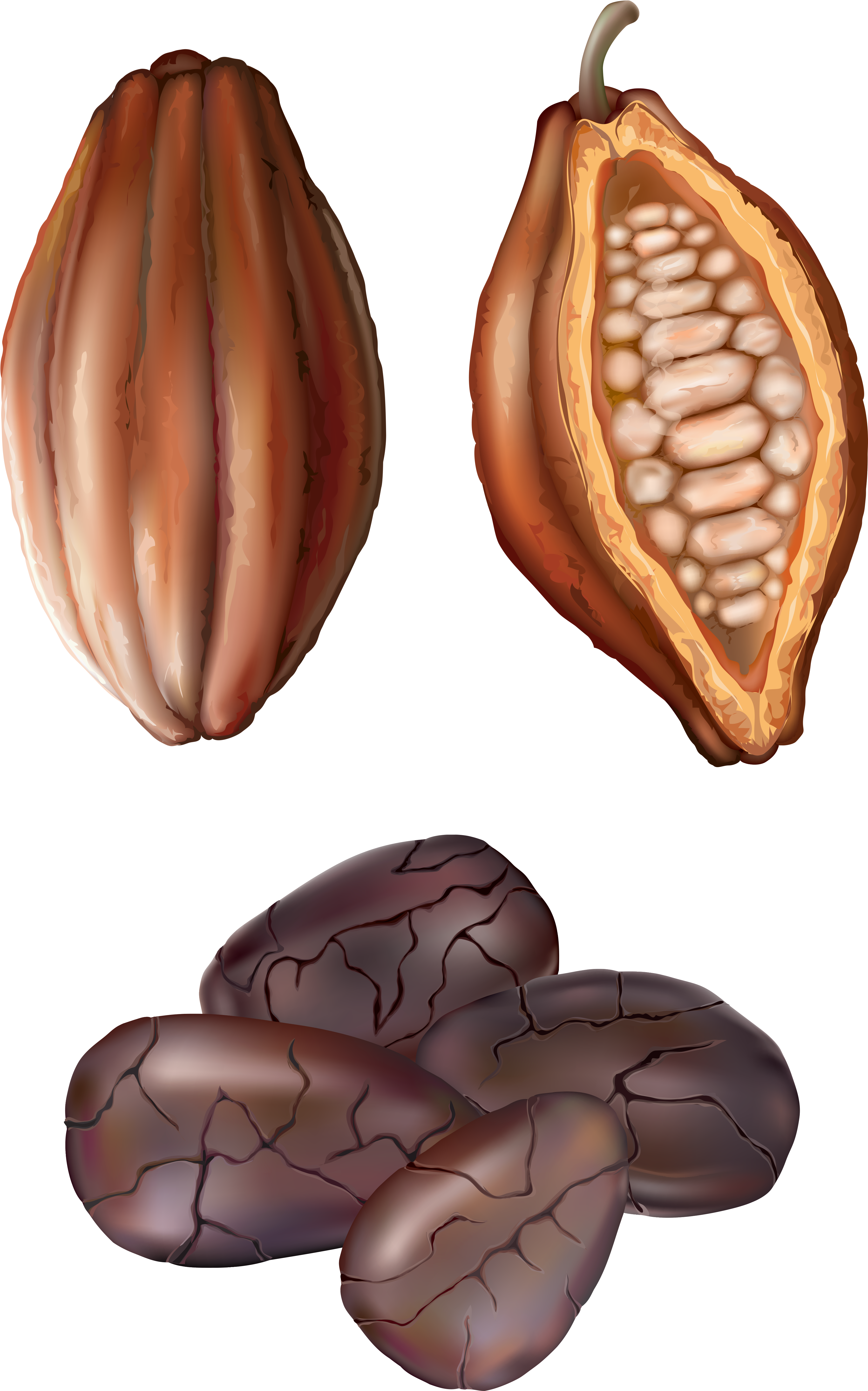 Cocoa Nut Png Clip Art - Cocoa Clipart Png (4132x6165), Png Download