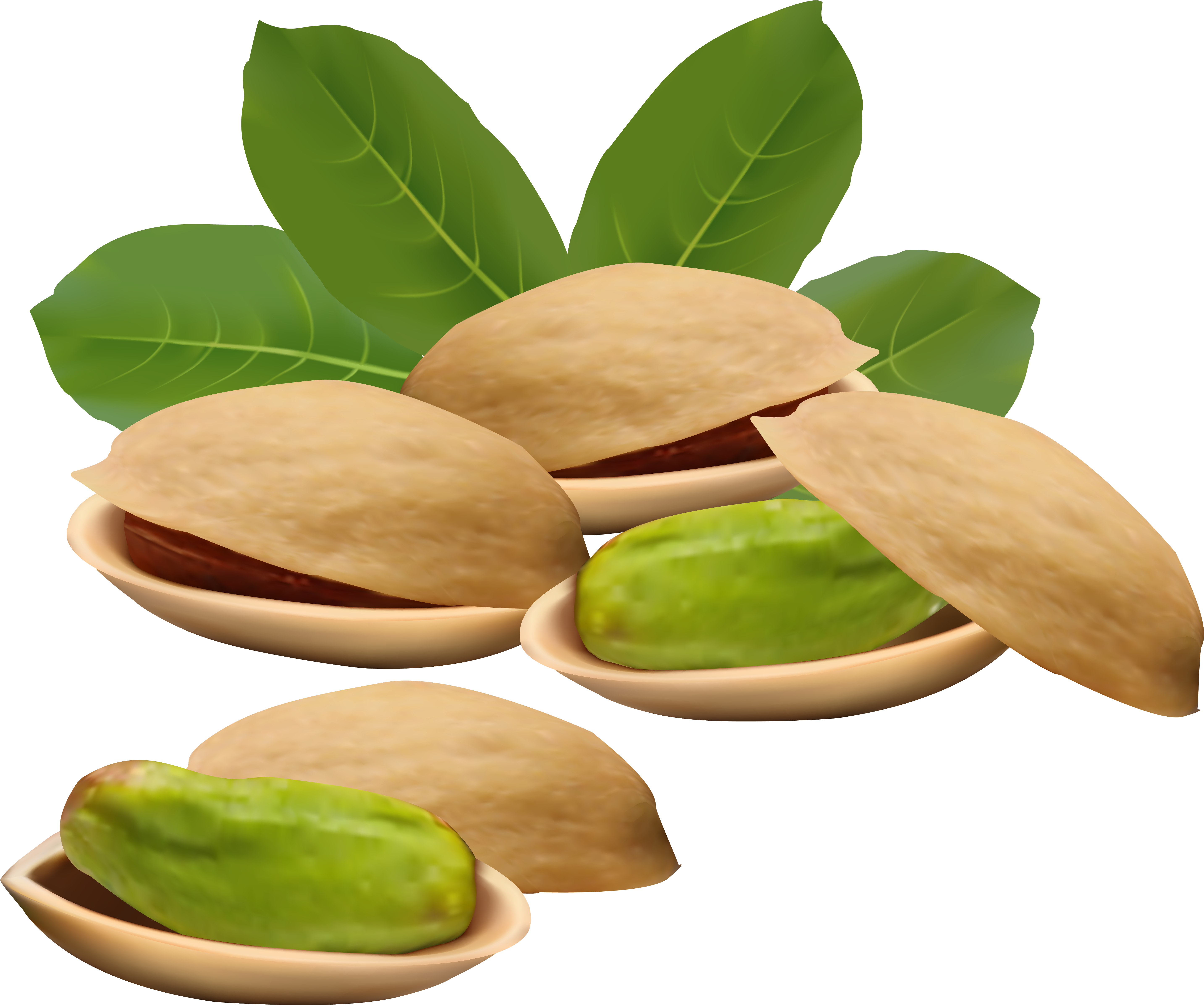 Green Nut Vector (5856x4898), Png Download