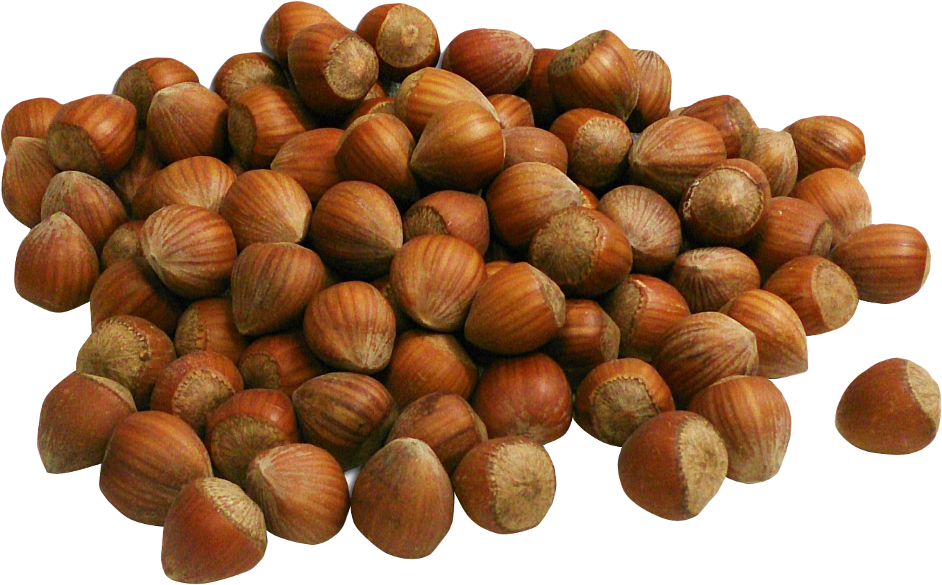 Hazelnut Png Transparent (1420x914), Png Download