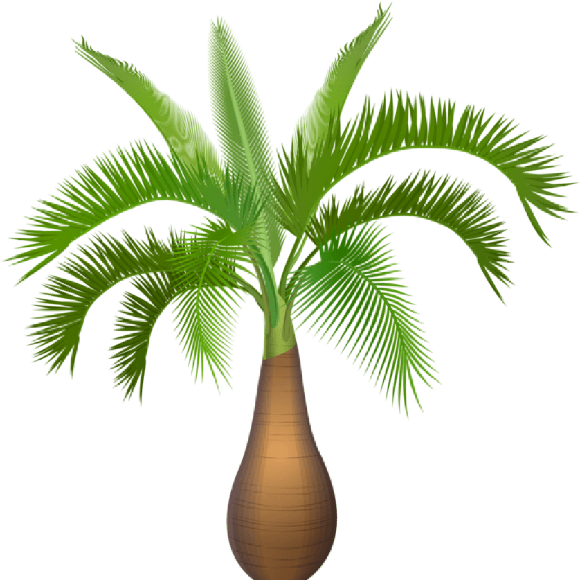 0, - Palm Trees (600x593), Png Download