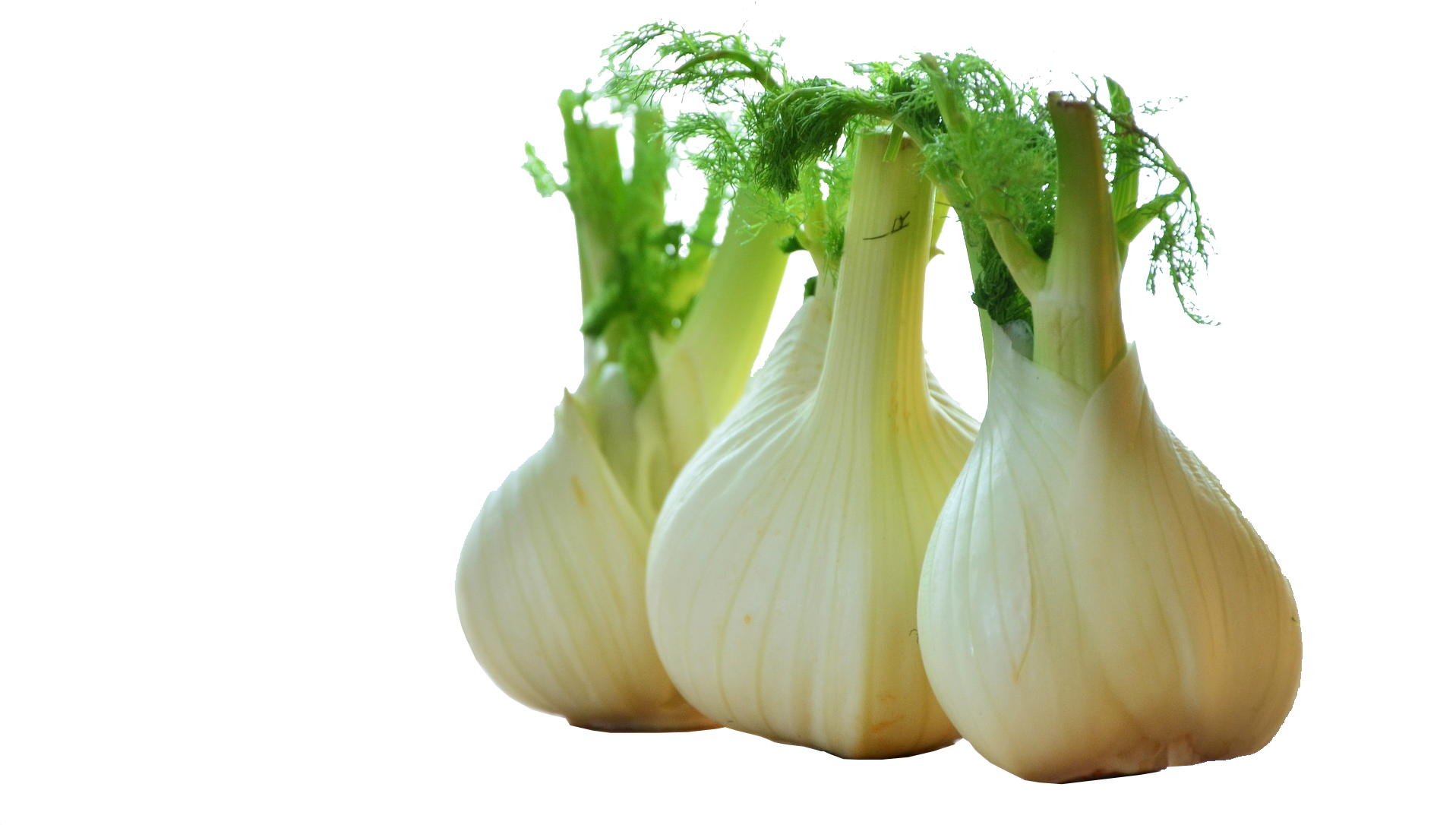Fennel Drawing Celery (1920x1183), Png Download