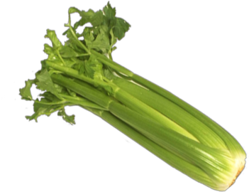 Celery - Celery Seed, Tendercrisp, 100 Seeds, Heirloom, Organic, (420x288), Png Download