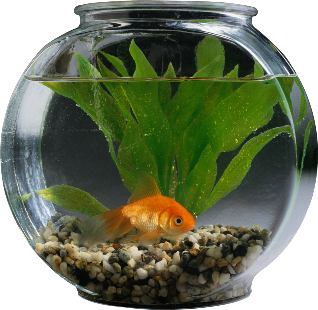 Fishbowl Photo Png Free - Pet Animals Fish In Aquarium (1200x1200), Png Download