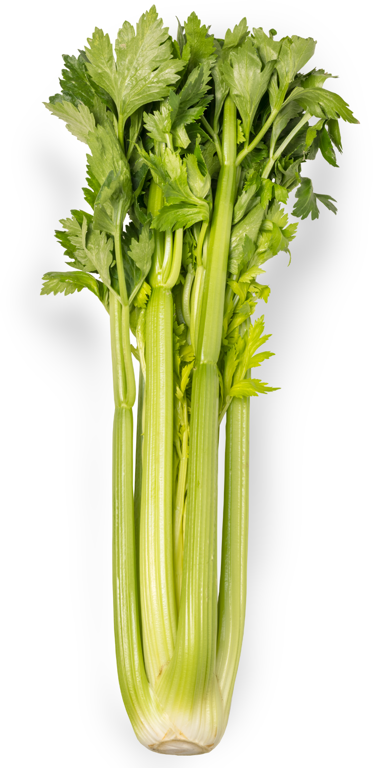 Celery (1500x1500), Png Download
