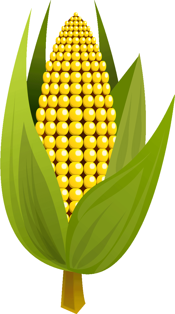 Corn Clipart Yellow Fruit - Maize (720x1280), Png Download