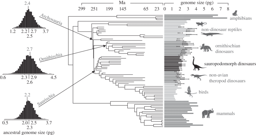 Estimated Haploid Genome Size For Sauropodomorph Dinosaurs - Error Bar (850x450), Png Download