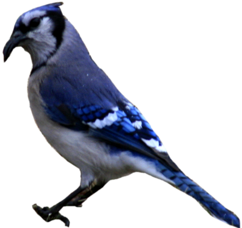 Blue Jay Png Graphic Free Download - Blue Jay Cut Out (500x471), Png Download