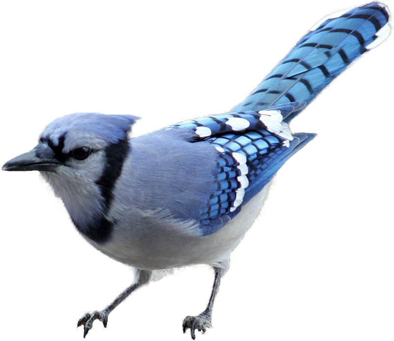 Grand River Equine Feeds - Blue Jay No Background (788x656), Png Download