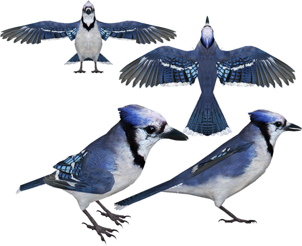 Jayblue Hendrix - Blue Jay (1022x833), Png Download