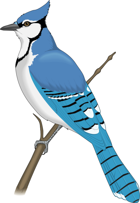 Clip Art Black And White Rare Bird Free On Dumielauxepices - Blue Jay Clip Art (553x800), Png Download