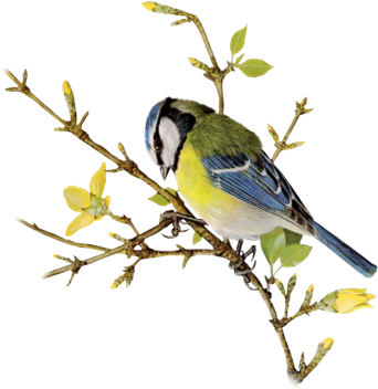Bluejay On Branch - Finch (342x352), Png Download