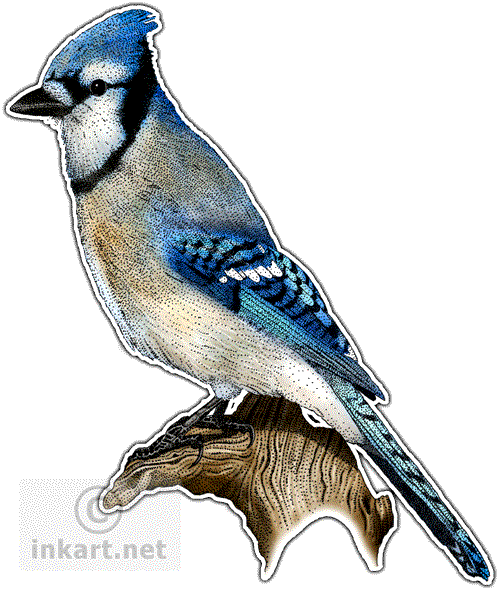 Blue Jay Decal - Songbirds Of North America Journal (499x590), Png Download