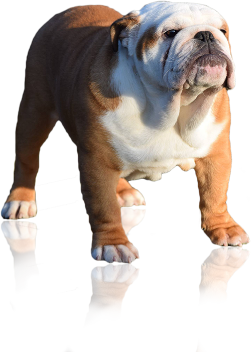 Simplydoor Che Guevara 'pedigree' One Off Our Males, - Dog (500x701), Png Download
