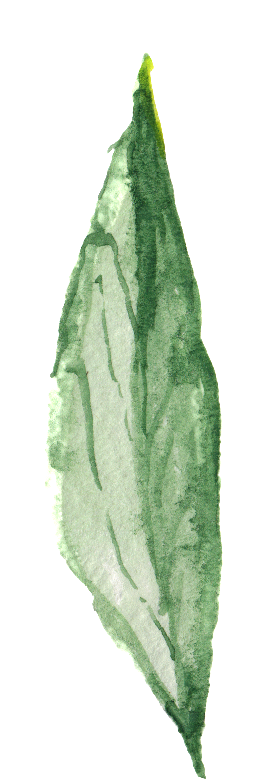 Plant Green Leaf Transparent Decorative - Green (1024x3084), Png Download