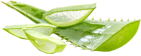 10 Beauty Benefits Of Aloe Vera Gel - Aloé Vera - A Planta Imortal: Seis Mil Anos De História (550x413), Png Download