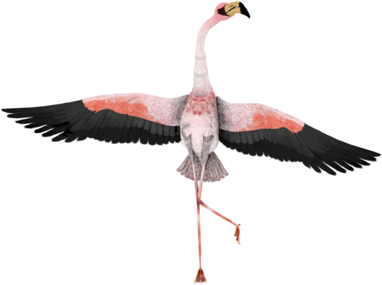 Flamingo Clipart - Flamingo Funny (600x480), Png Download
