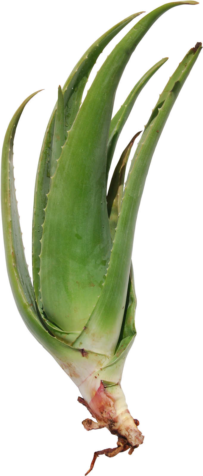 Seedlings - Aloe Vera Auténtico (800x1671), Png Download