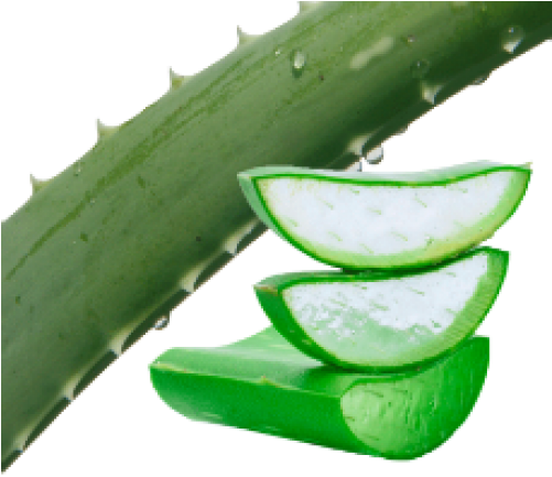 Aloe Vera No Background (500x500), Png Download