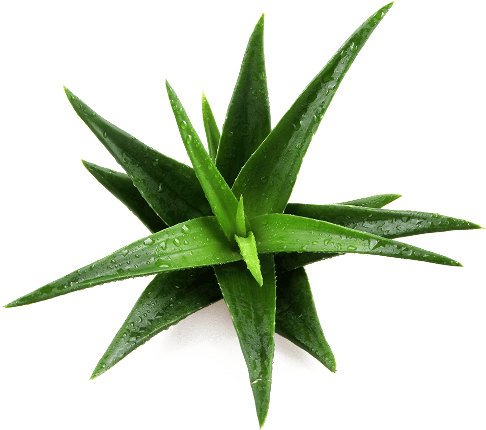 Patented Ingredient Name Daltonmax 700® Aloe Vera - Imagenes De Un Maguey (1000x1000), Png Download