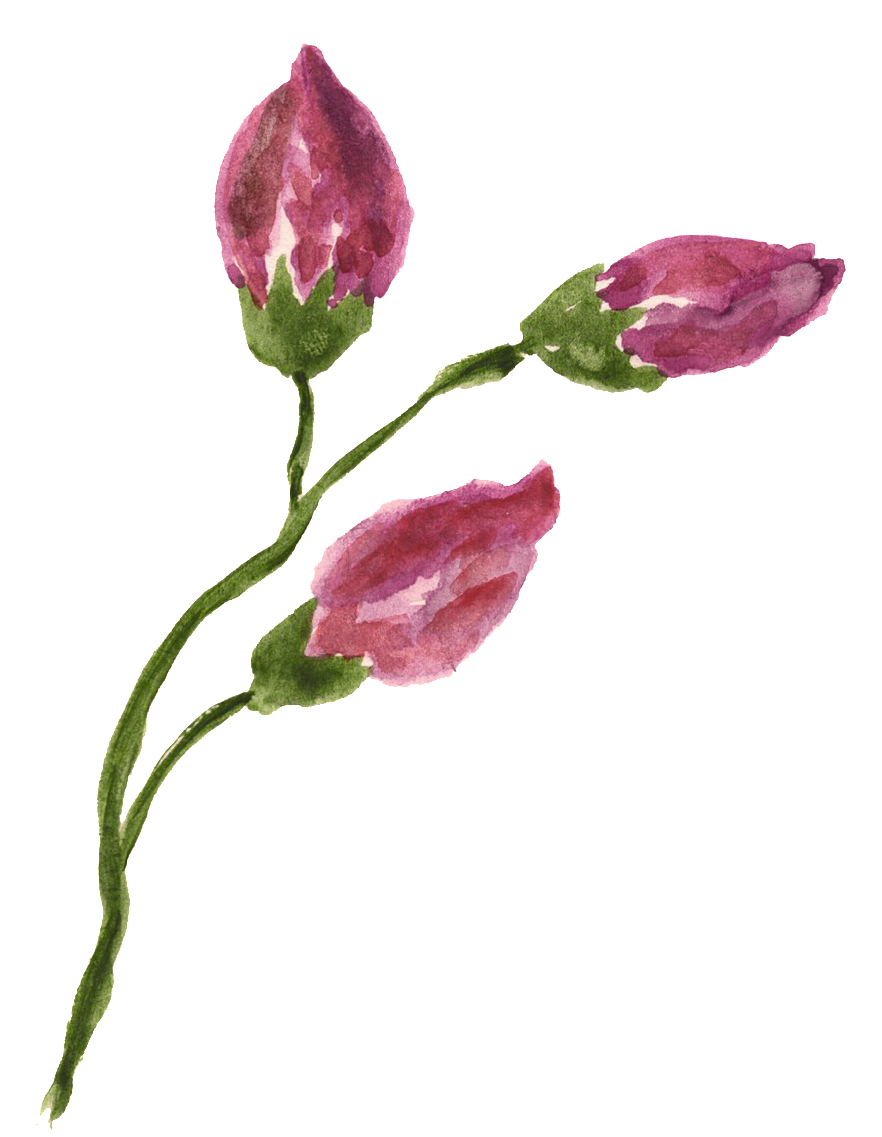 This Graphics Is Rose Flower Branch Transparent Decorative - Portable Network Graphics (1024x1352), Png Download